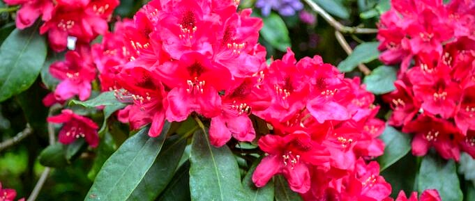 Guide Des Rhododendrons. Comment Entretenir Et Cultiver Cet Arbuste à Fleurs